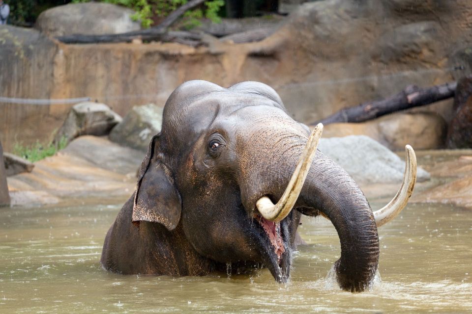 Prague: Boat Ride to the Zoo and Admission Ticket - The Return Transfer: The One Part You Should Watch Closely