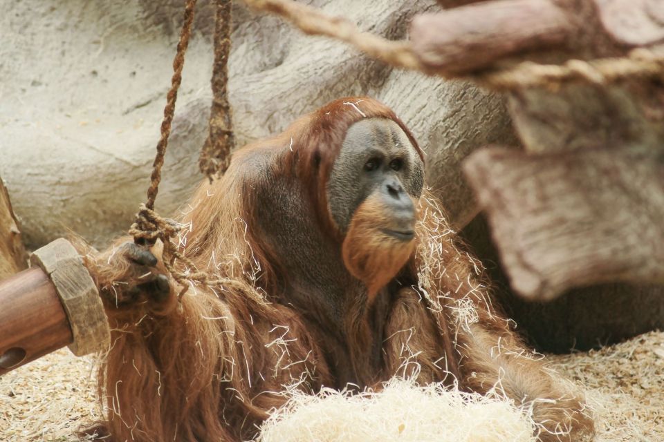 Prague: Boat Ride to the Zoo and Admission Ticket - Practical Tips for Comfort, Shoes, and Zoo Energy