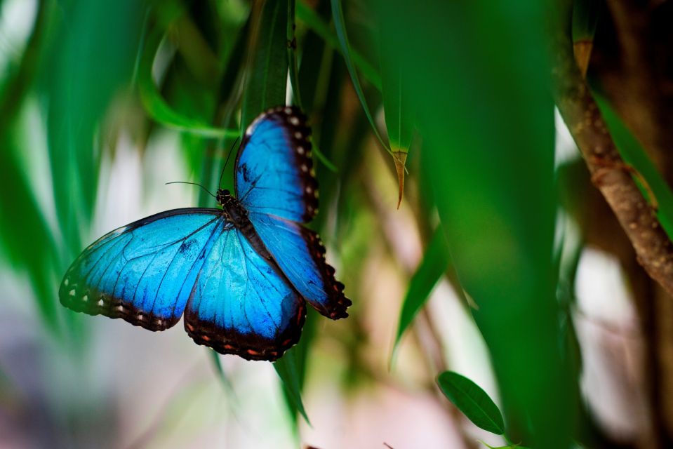 Prague: Papilonia Butterfly House - Should You Book Papilonia Butterfly House in Prague?