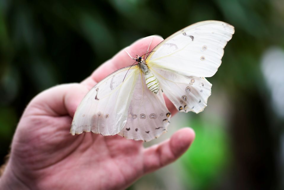 Prague: Papilonia Butterfly House - Photo-Friendly by Design: How to Get Original Shots