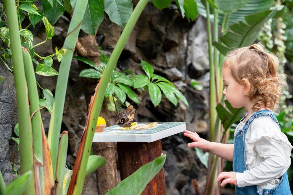 Prague: Papilonia Butterfly House - How Long Should You Stay? Unlimited Time vs. Small Room