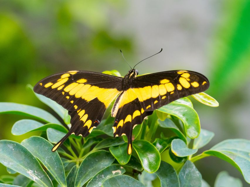 Prague: Papilonia Butterfly House - What to Watch Out For: Crowds, Kids, and Butterfly Care