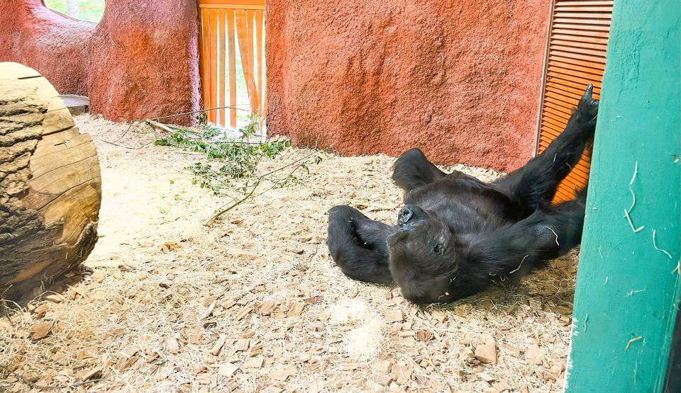 Prague: Prague Zoo Audio Guide with E-Ticket - Getting close: when enclosures change the viewing experience