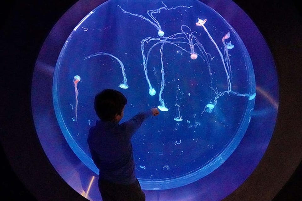 Prague: The World Of Jellyfish Entry Ticket w/ Drink - From the ticket counter to a world-record spherical aquarium