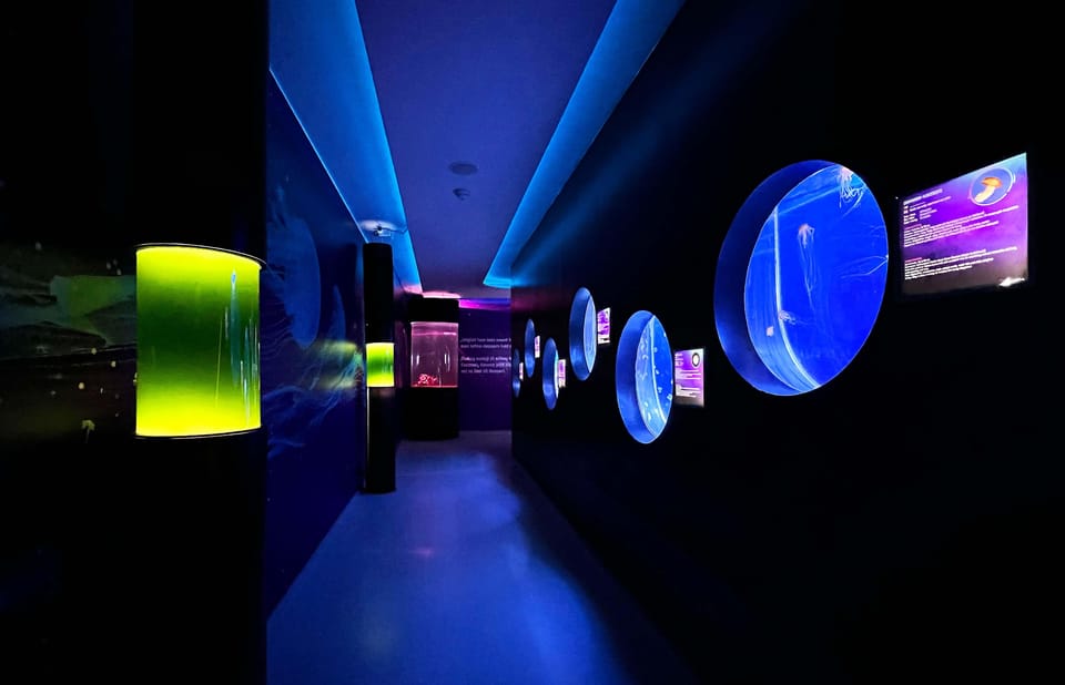 Prague: The World Of Jellyfish Entry Ticket w/ Drink - The audiovisual effects and video mapping attractions