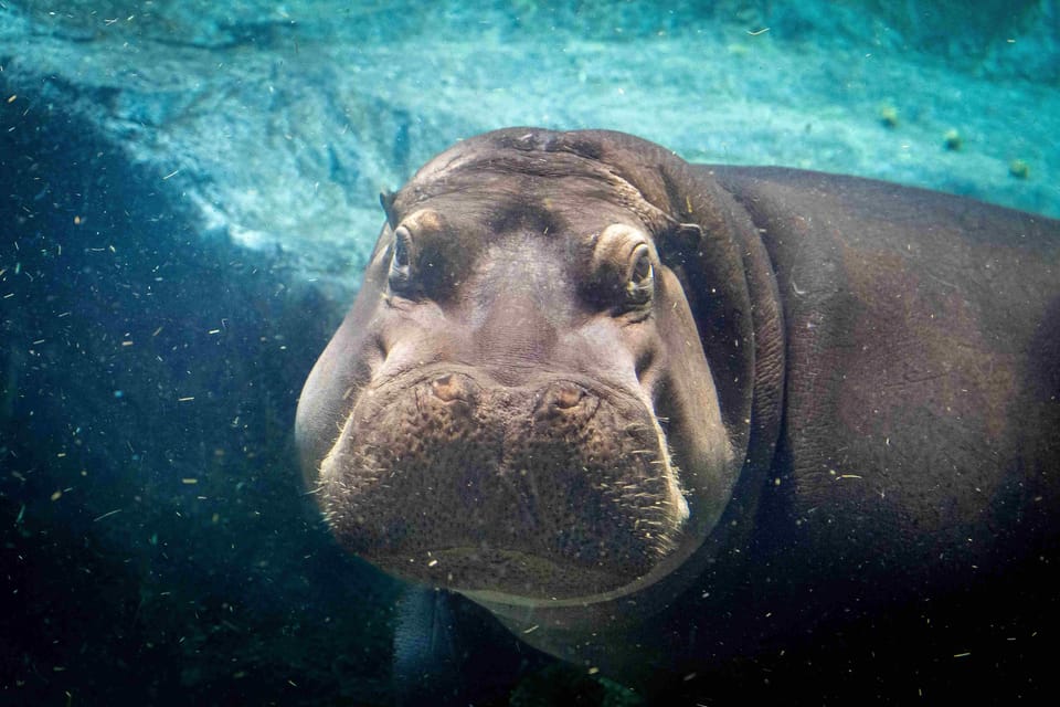 Prague Zoo: Skip-the-Line Entry Ticket - Nearly 5,000 Animals: How to See the Zoo Without Getting Lost