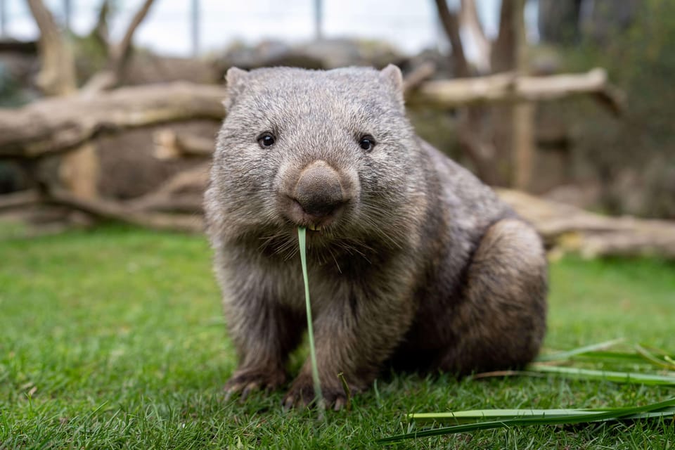 Prague Zoo: Skip-the-Line Entry Ticket - How I’d Build Your Route: Prioritize, Then Wander