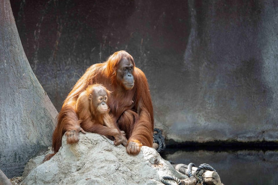 Prague Zoo: Skip-the-Line Entry Ticket - Food, Toilets, and Breaks: The Zoo’s Comfort Setup