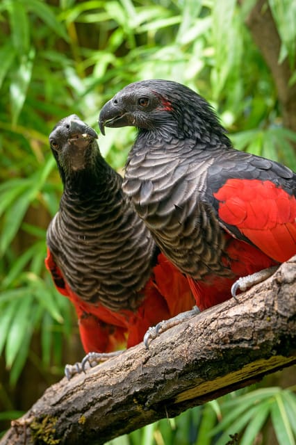 Prague Zoo: Skip-the-Line Entry Ticket - Opening Hours by Month, Plus the Important Closing Rule
