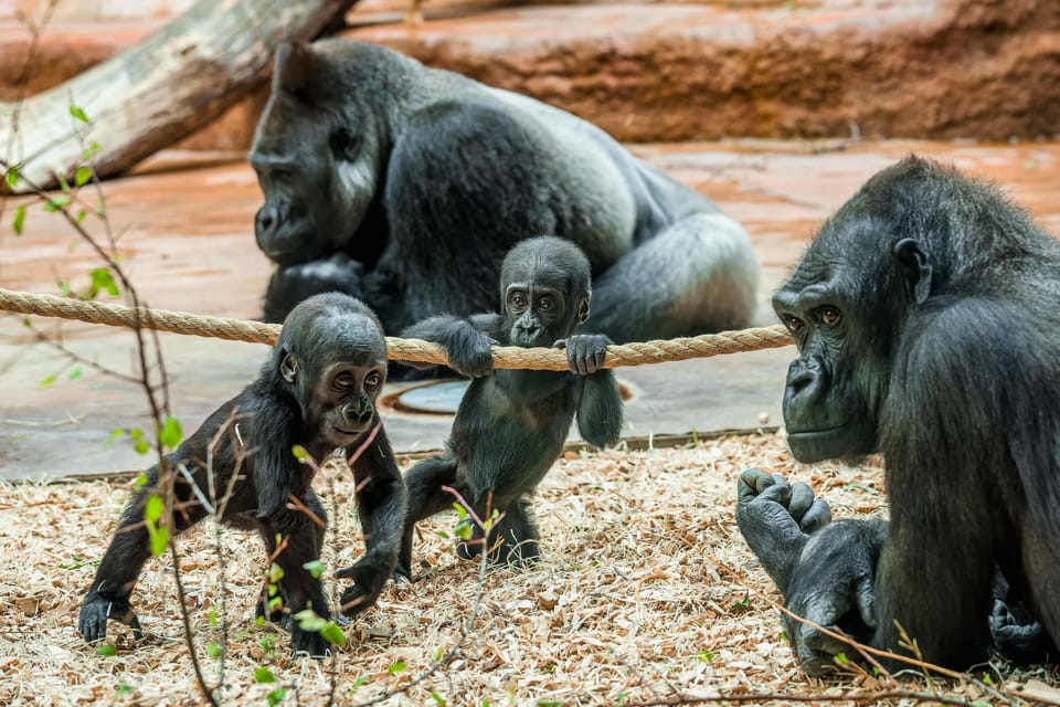Prague Zoo: Skip-the-Line Entry Ticket - Troja District Turns a Zoo Visit Into a Real Prague Day
