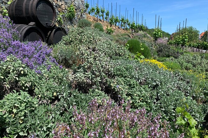 Prague´s Hidden Vineyards Private Tour - Troja Hill Vineyards: Seeing Czech Grapes Up Close