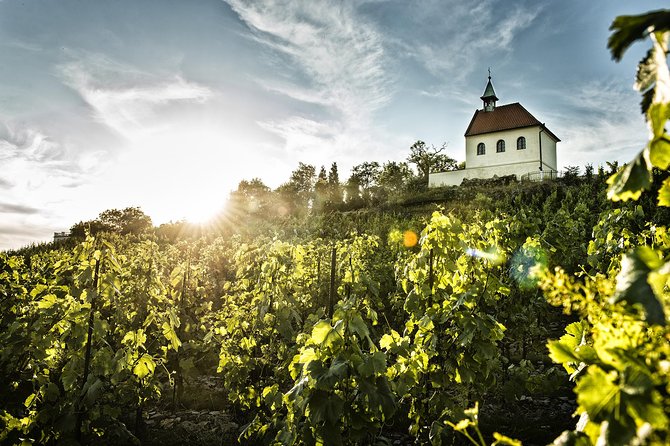 Prague´s Hidden Vineyards Private Tour - Prague Botanical Garden Cellar Access: Watch the Winemaking Process